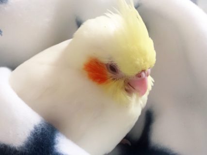 初めまして、Birdy Cocoです。北海道札幌市でオカメインコを有償でお譲り致します。