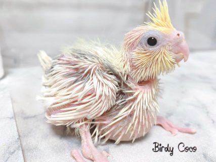 オカメインコBirdyCocoﾄﾞﾐｶﾉの雛