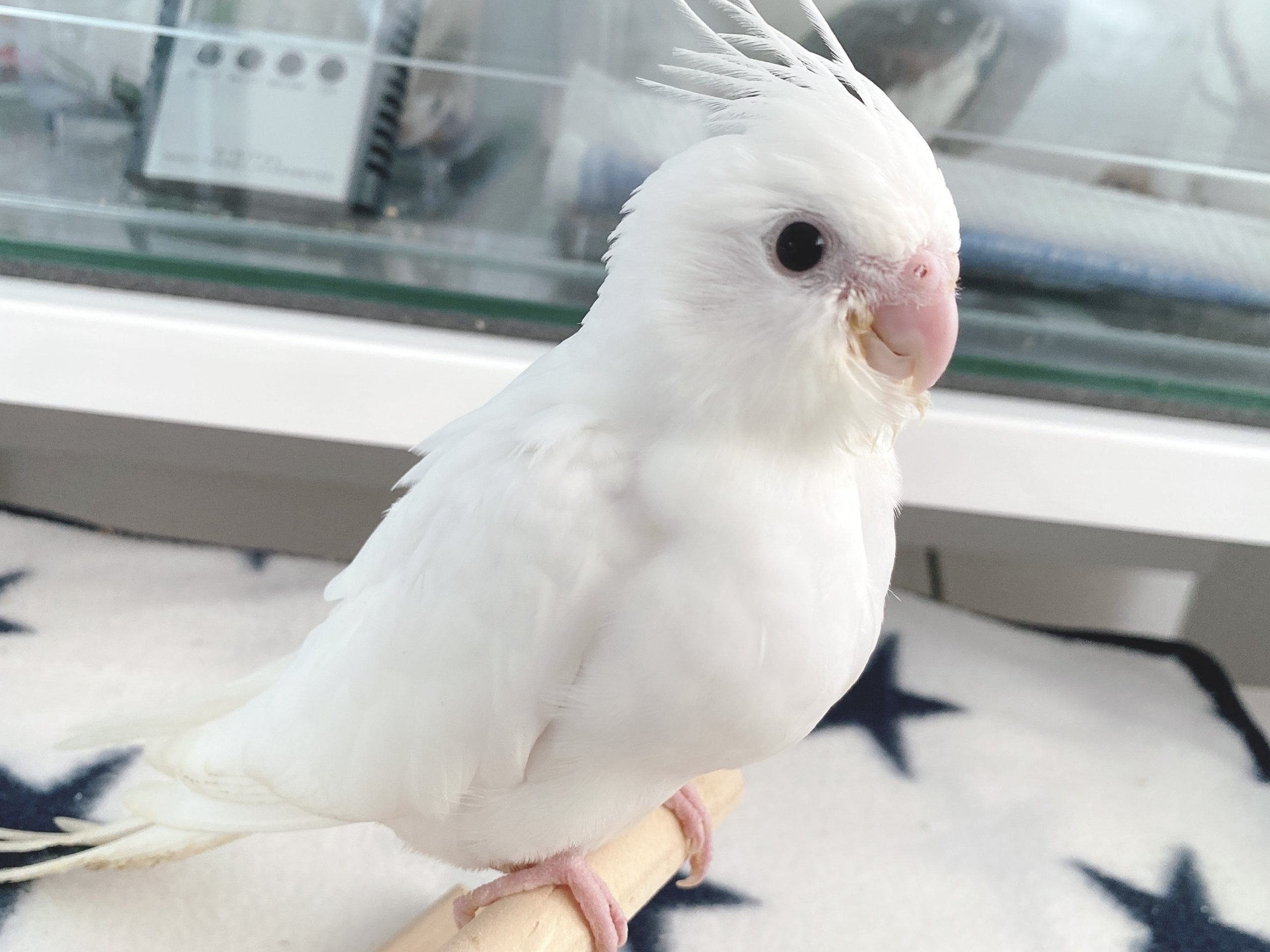 WFクリアパイドの雛のオーナー様募集 | オカメインコ北海道【BirdyCoco】