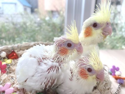 籠の中のオカメインコルチノーの雛3羽