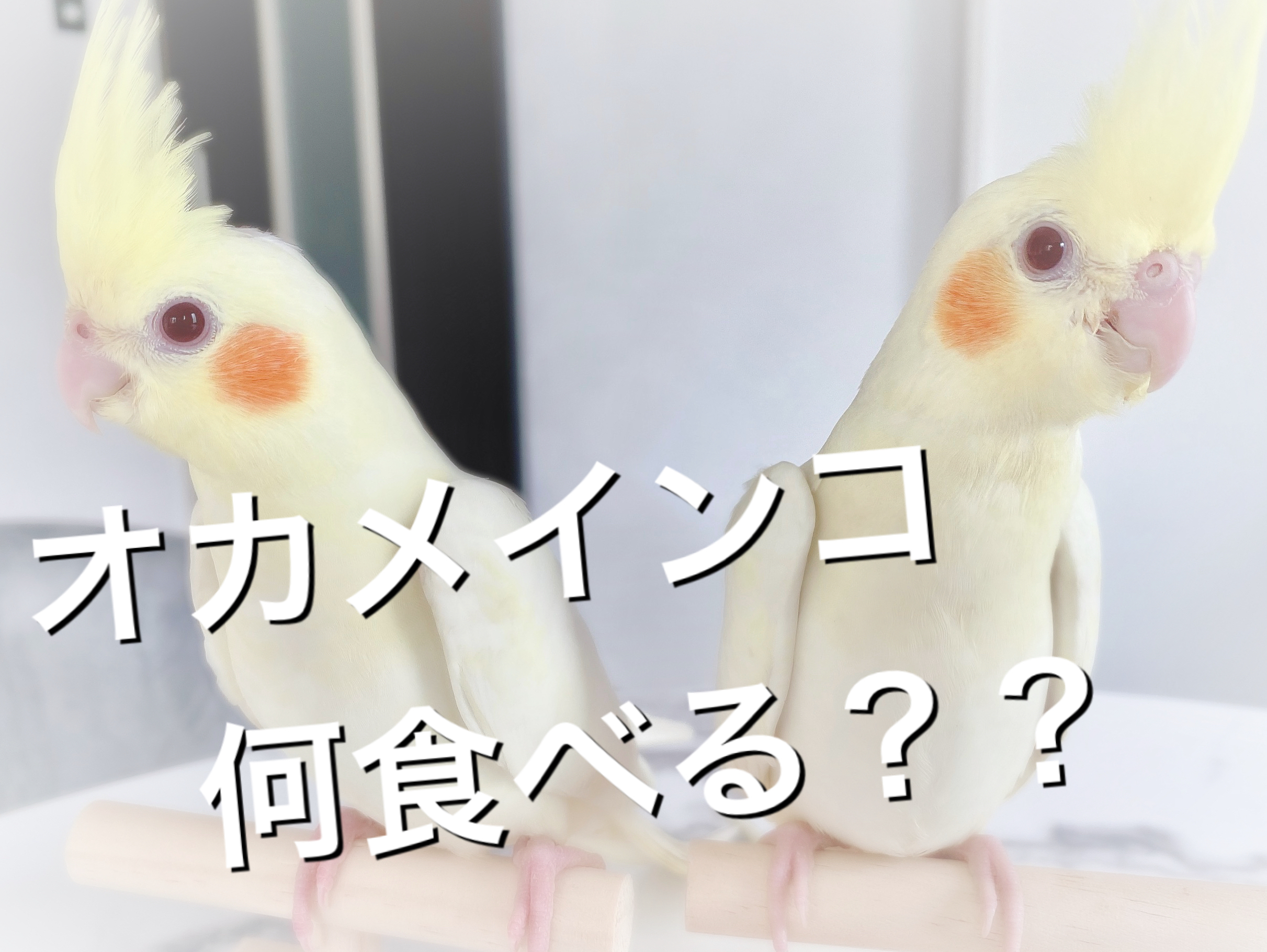 【オカメインコの餌】何をあげればよいのか？