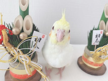 門松とオカメインコ