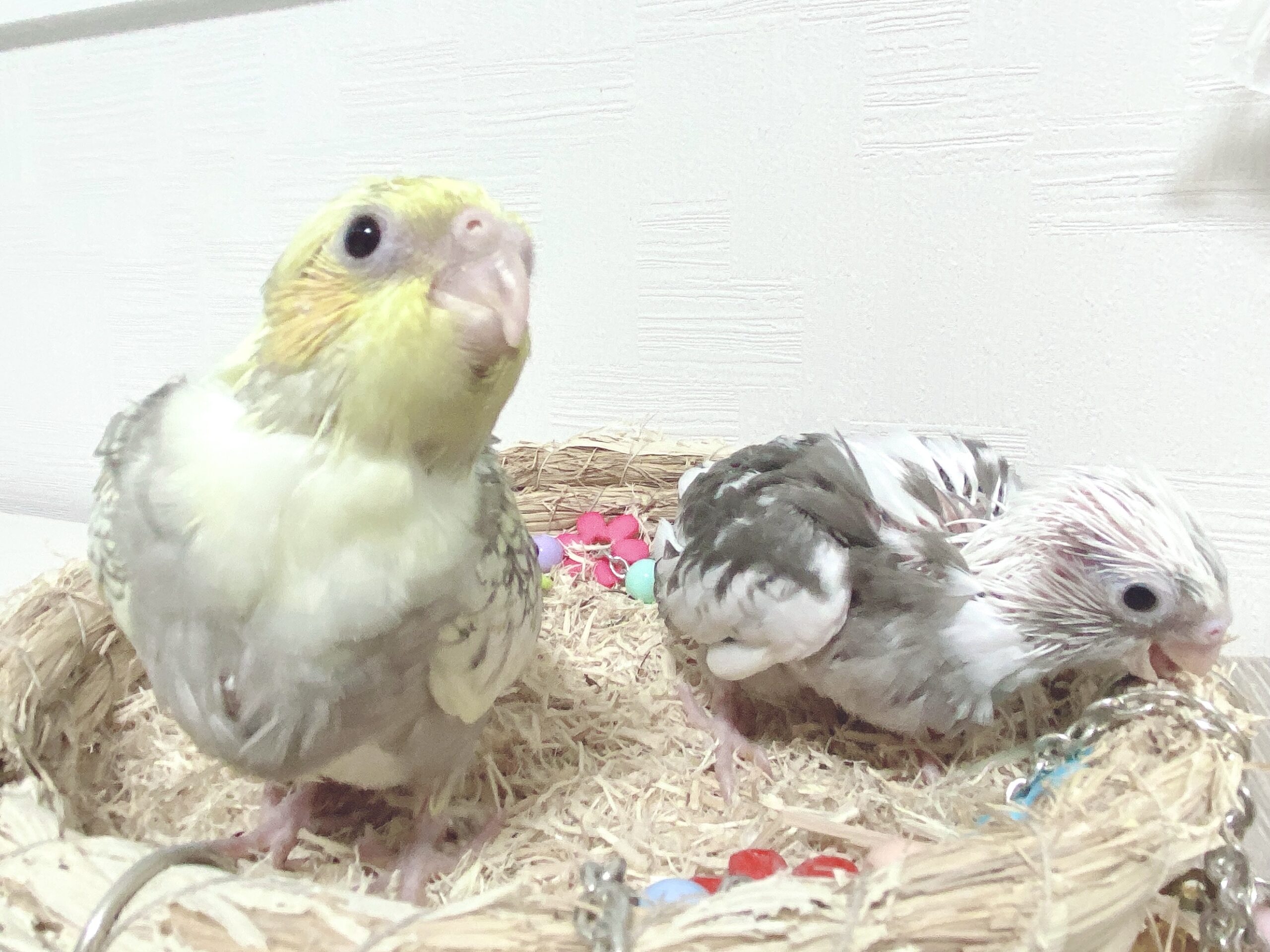 ずっしり持ちごたえのあるオカメインコの雛たちのオーナー様募集いたします。