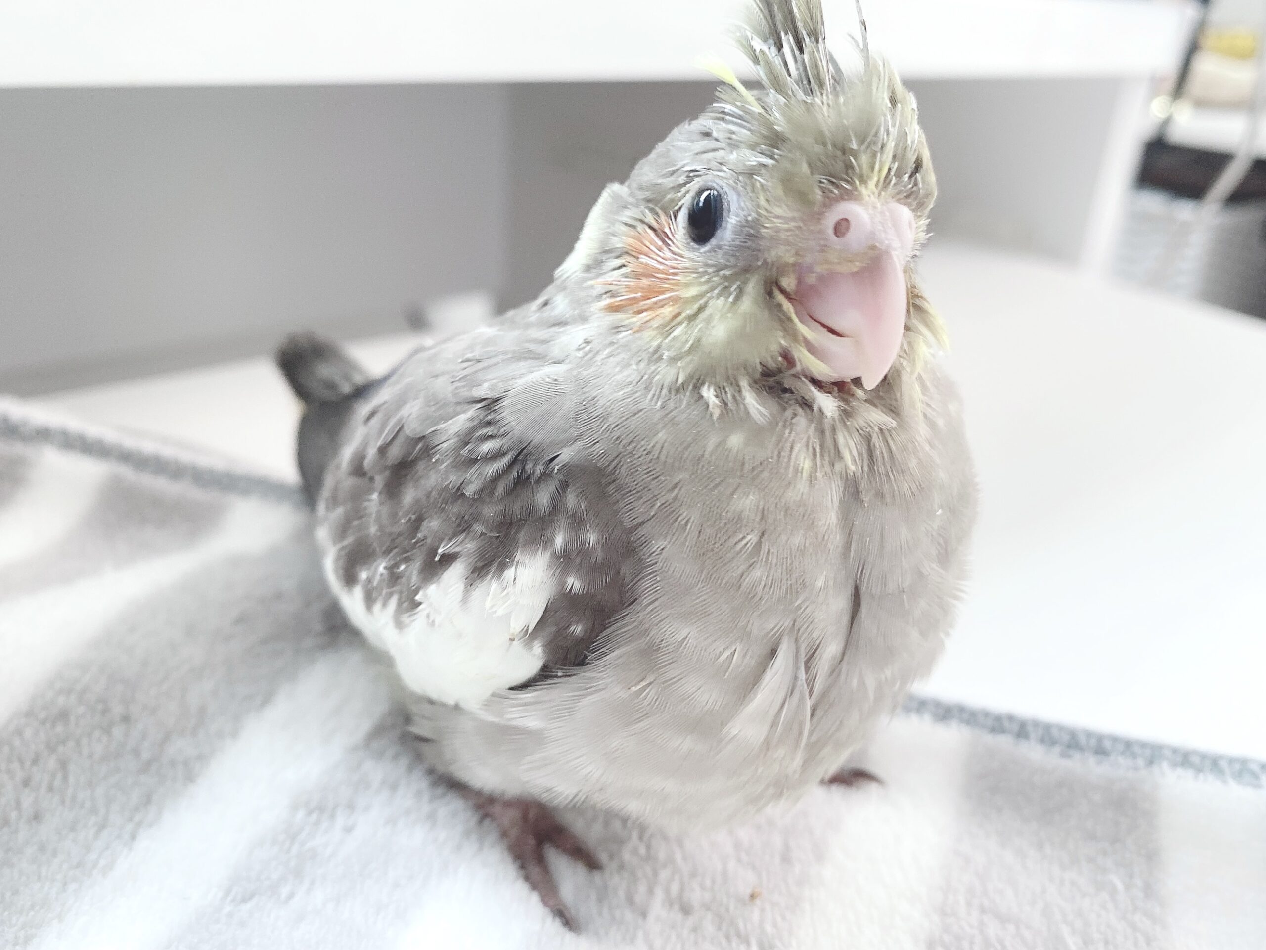 オカメインコの定番カラー ノーマル の雛のオーナー様募集します オカメインコ北海道 Birdycoco オカメインコの定番カラー ノーマル の雛のオーナー様募集します オカメインコ北海道 Birdycoco