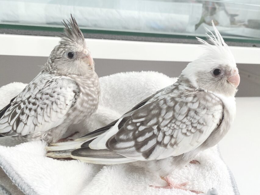 オカメインコの定番カラー【ノーマル】の雛のオーナー様募集します