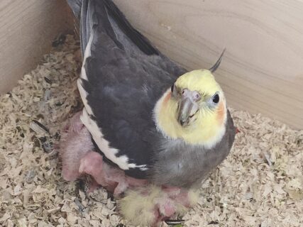 オカメインコの巣箱の中、雛