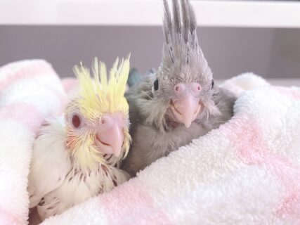 オカメインコノーマルとルチノーの兄弟