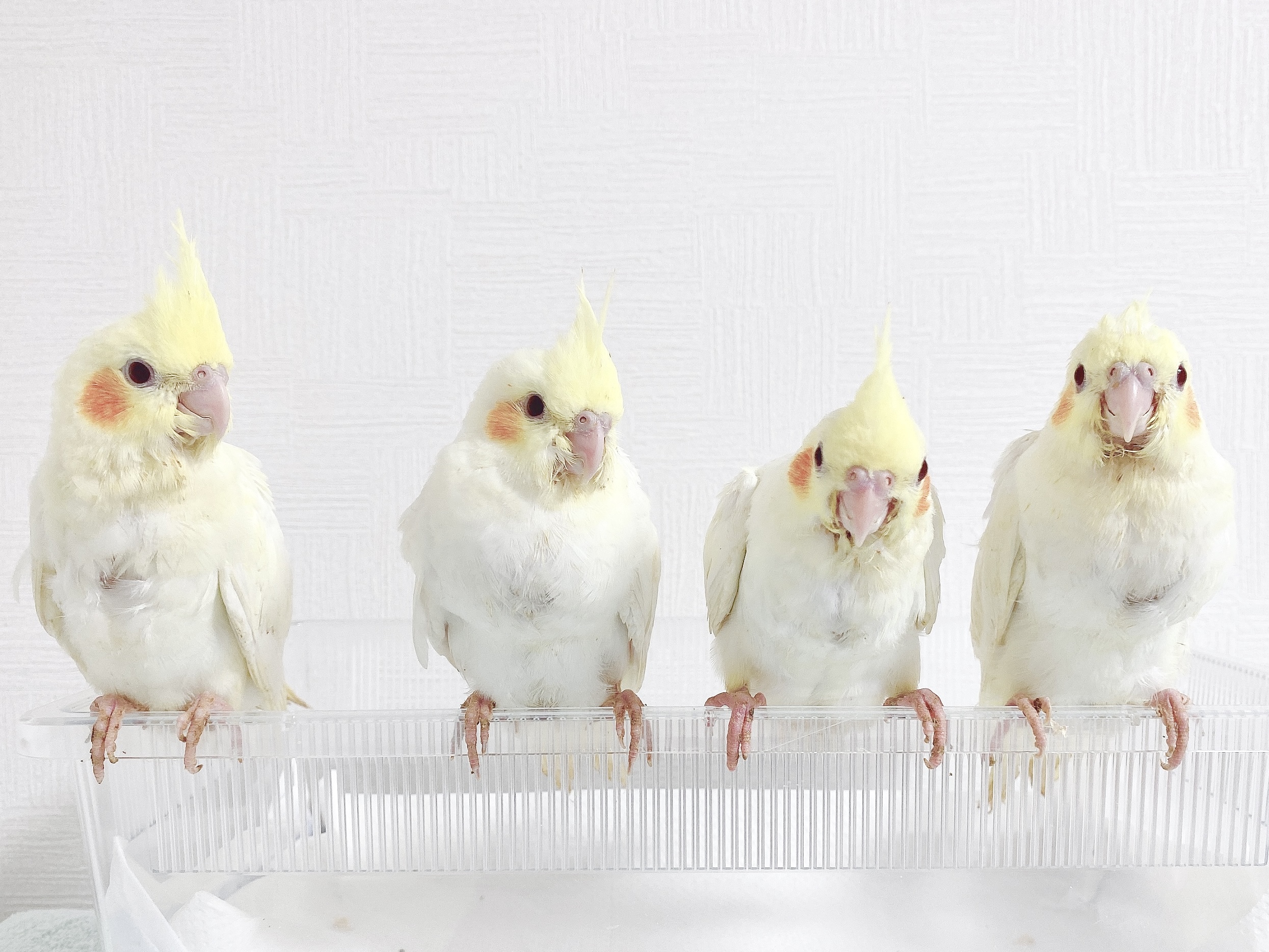 赤いほっぺが可愛いルチノーちゃん 里親さま募集します オカメインコ北海道 Birdycoco