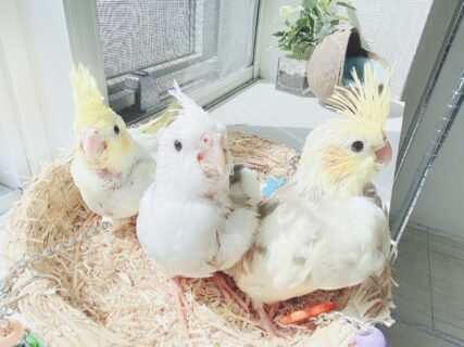 オカメインコパイド兄弟のオーナー様募集します