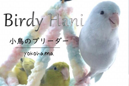 横浜でマメルリハなどの小鳥を扱うブリーダーさん【Birdy Hani】と提携しました