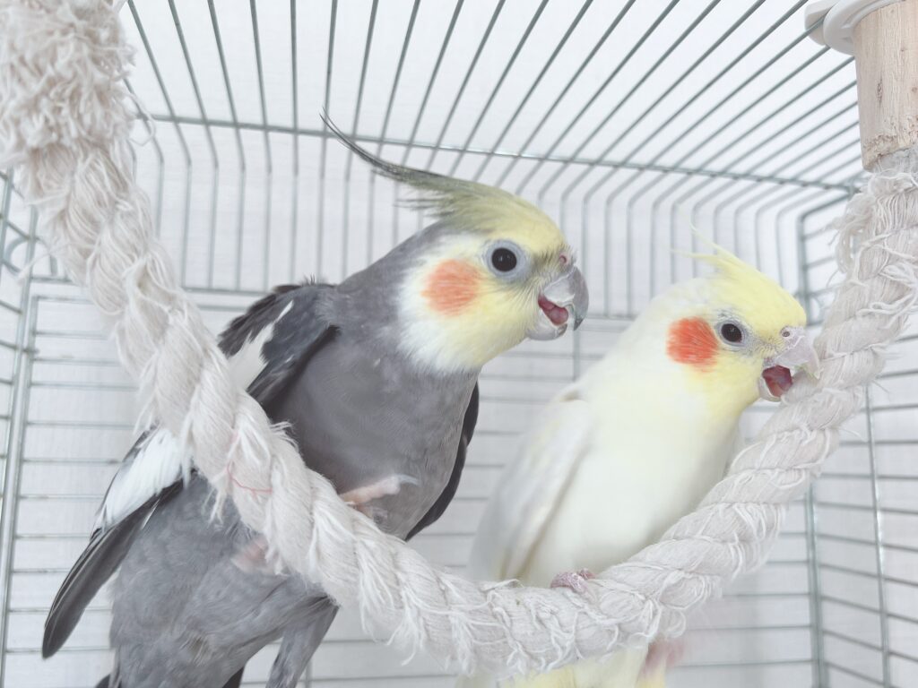 オカメインコのノーマルとルチノー