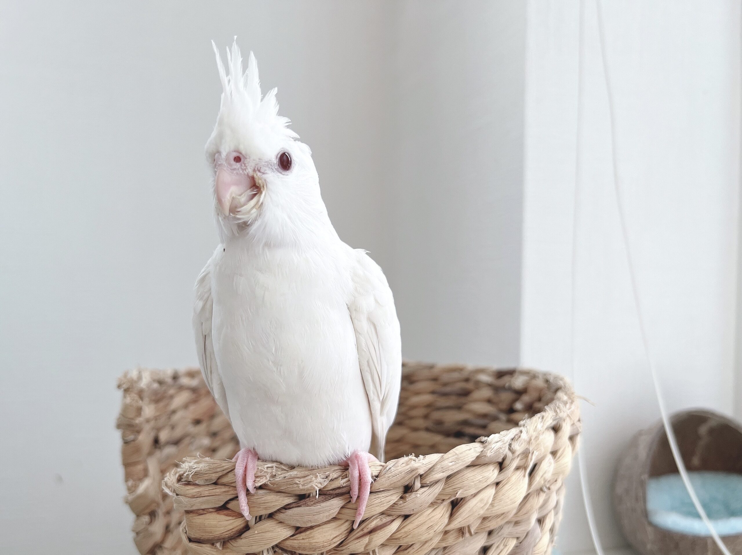 WFルチノー（アルビノ）＆ノーマルの里親様募集します | オカメインコ 