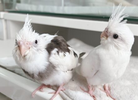 オカメインコWFパイド雛