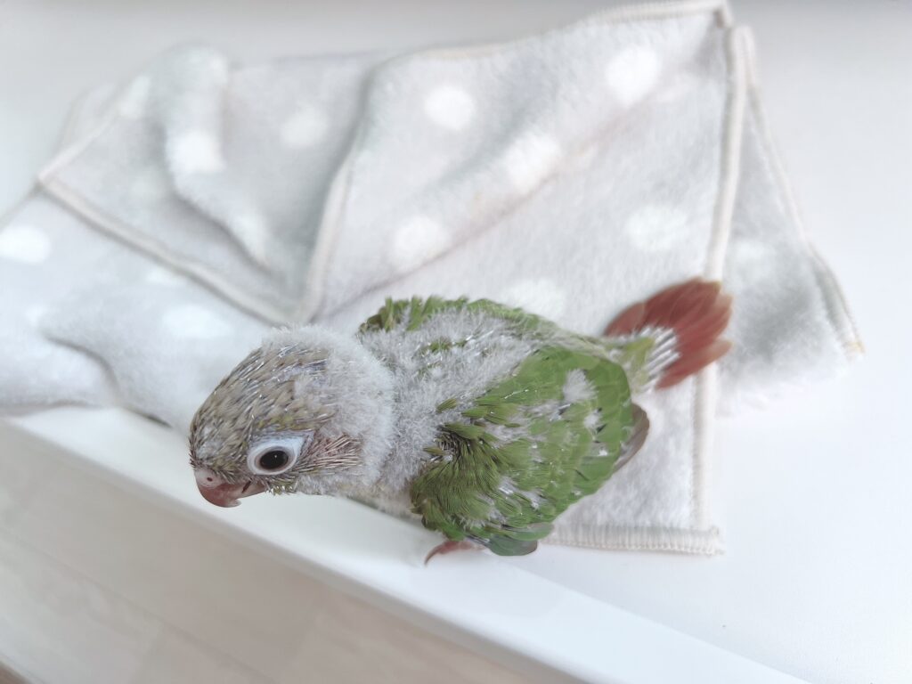 ウロコインコシナモン７