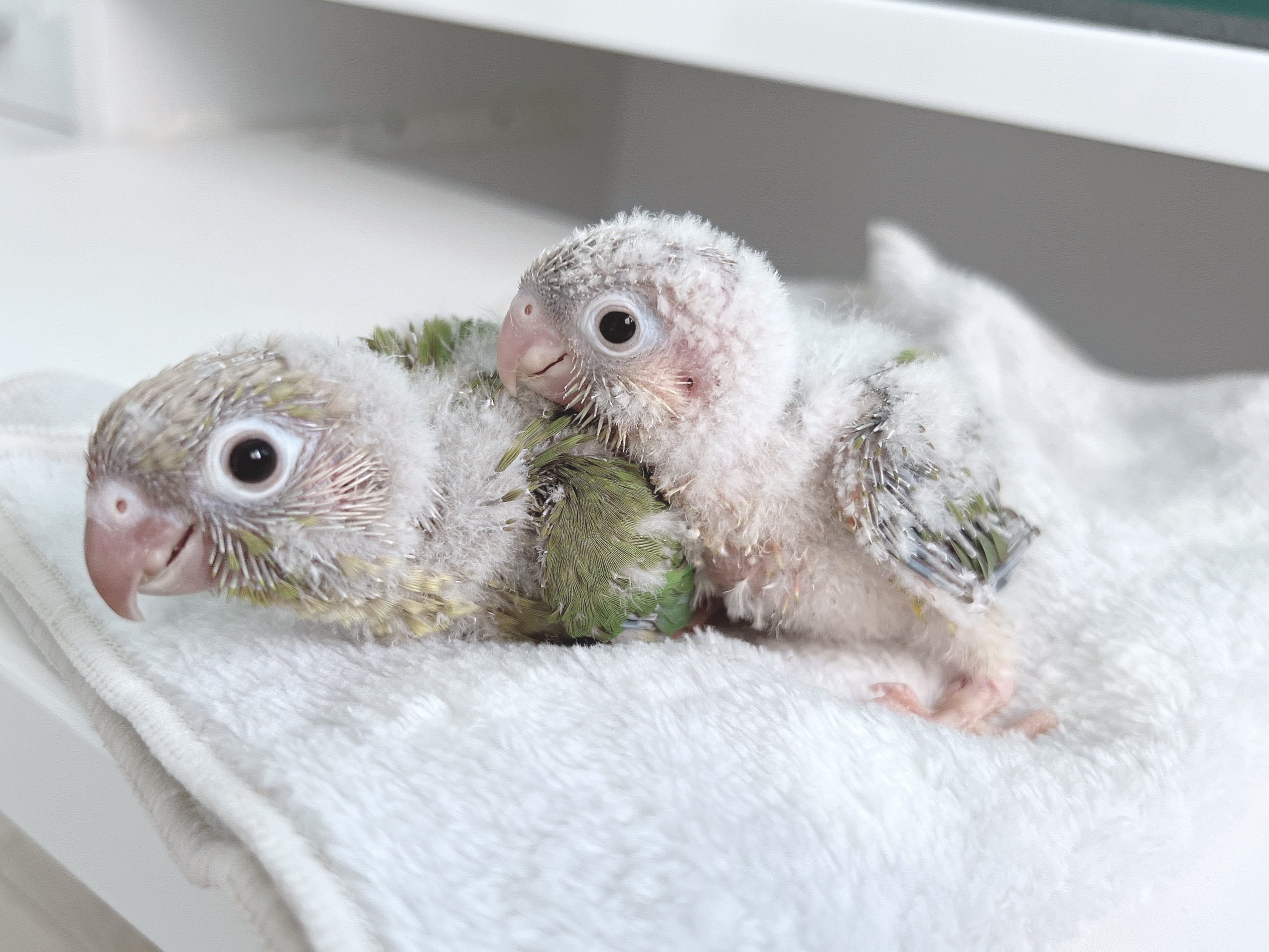 【ウロコインコ】シナモン＆パイナップルの雛の里親を募集します