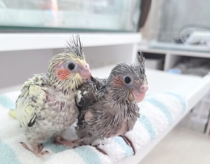 オカメインコパールとノーマルの雛