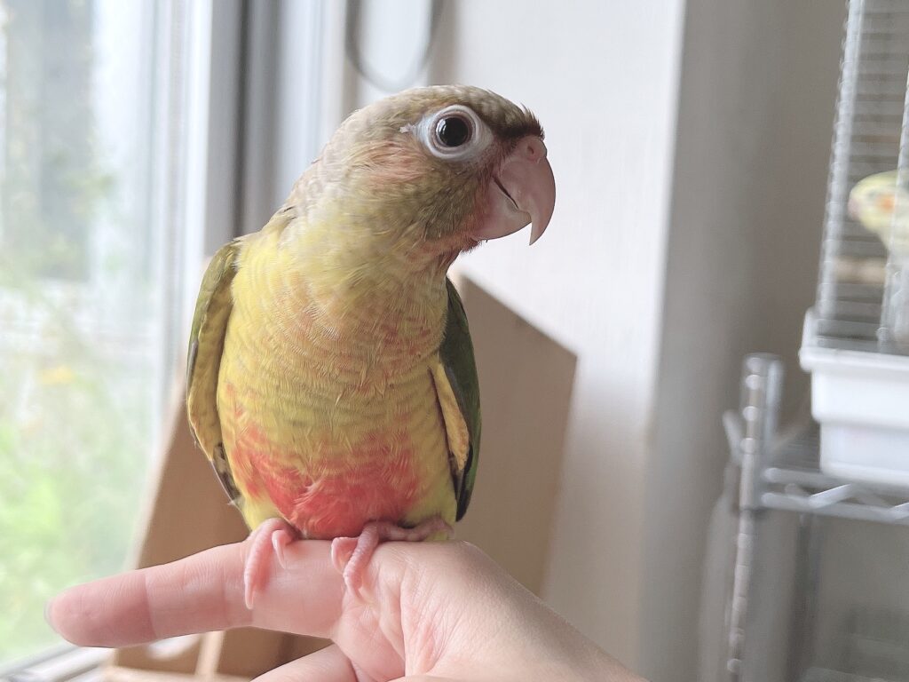 ウロコインコ６