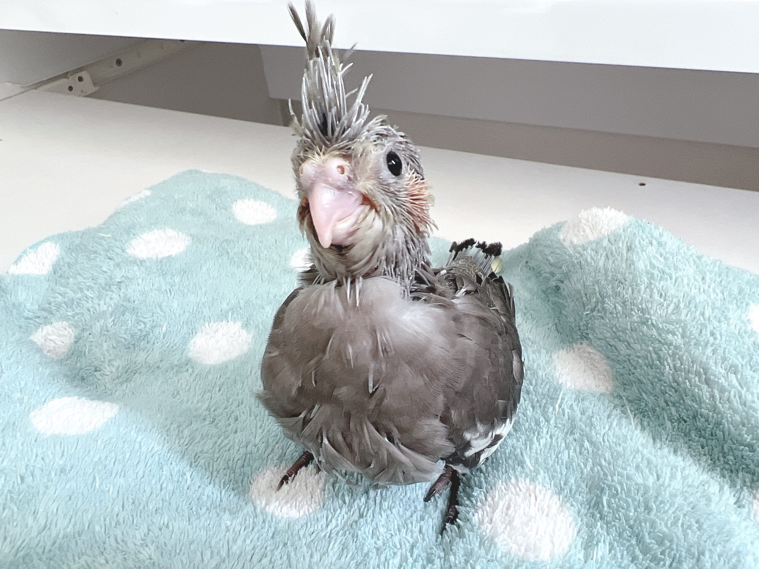 オカメインコ【ノーマル】の雛の里親様を募集します