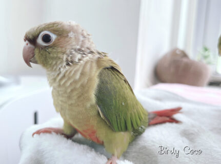 【問い合わせ増加】ウロコインコの募集について