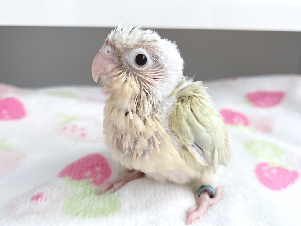 ムーンチーク】ウロコインコ、ブルーパイナップルダイリュートの雛の 