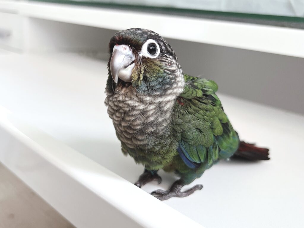 アカハラウロコインコ４