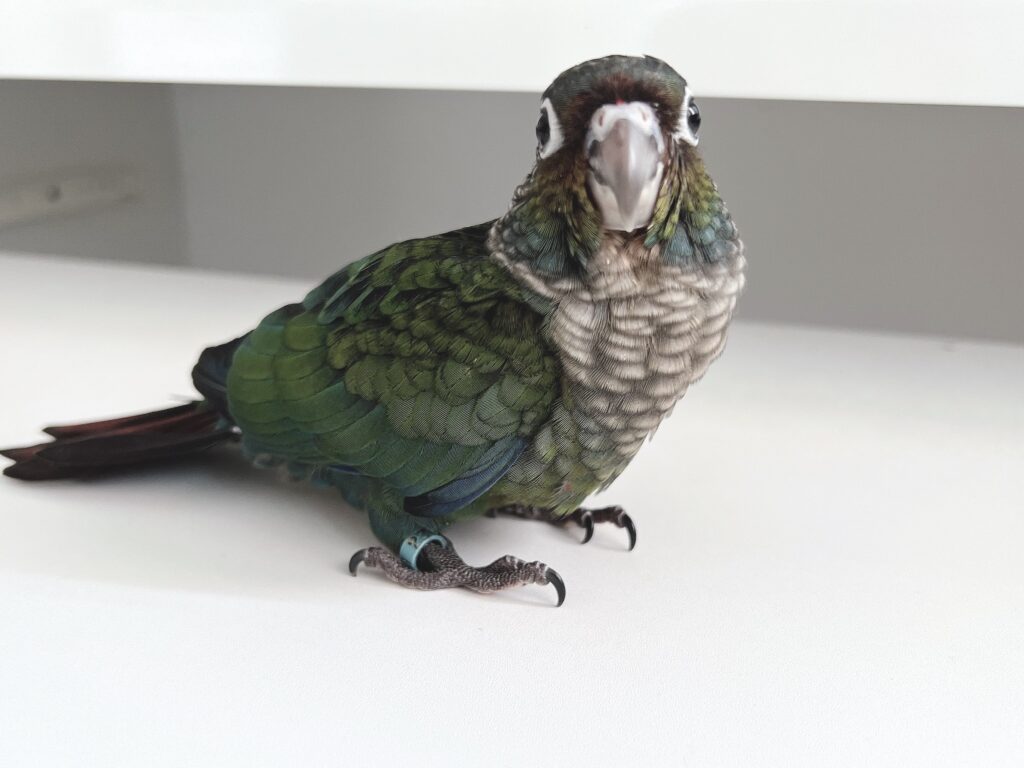 アカハラウロコインコ５