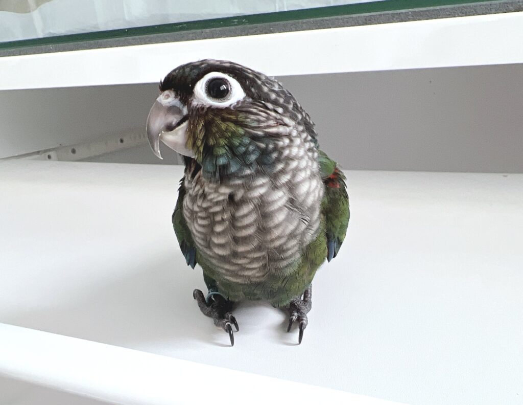 アカハラウロコインコ６