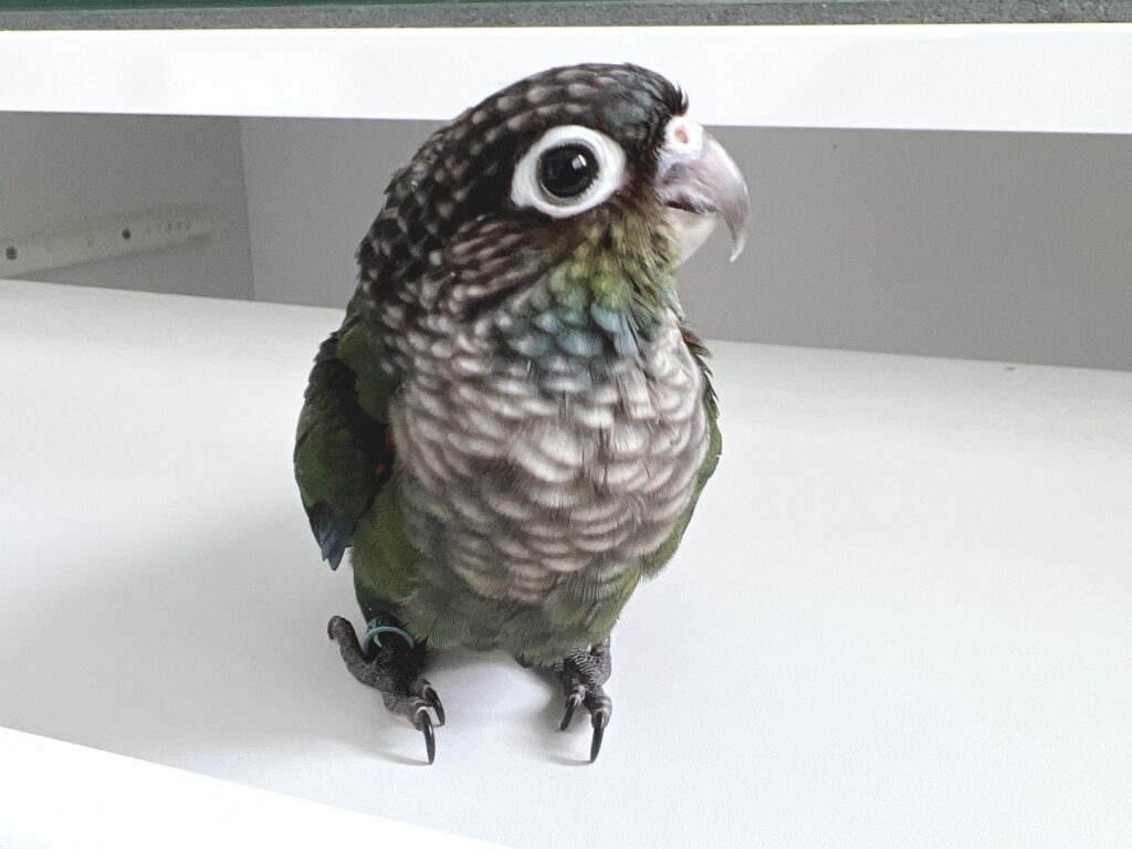 アカハラウロコインコ７