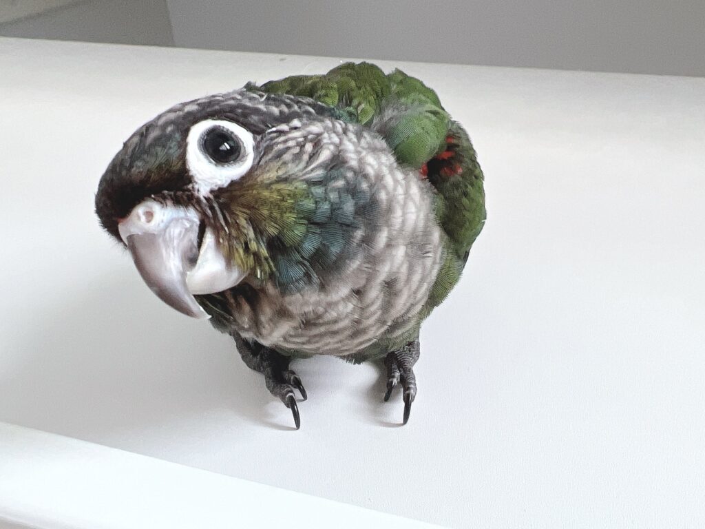 アカハラウロコインコ８