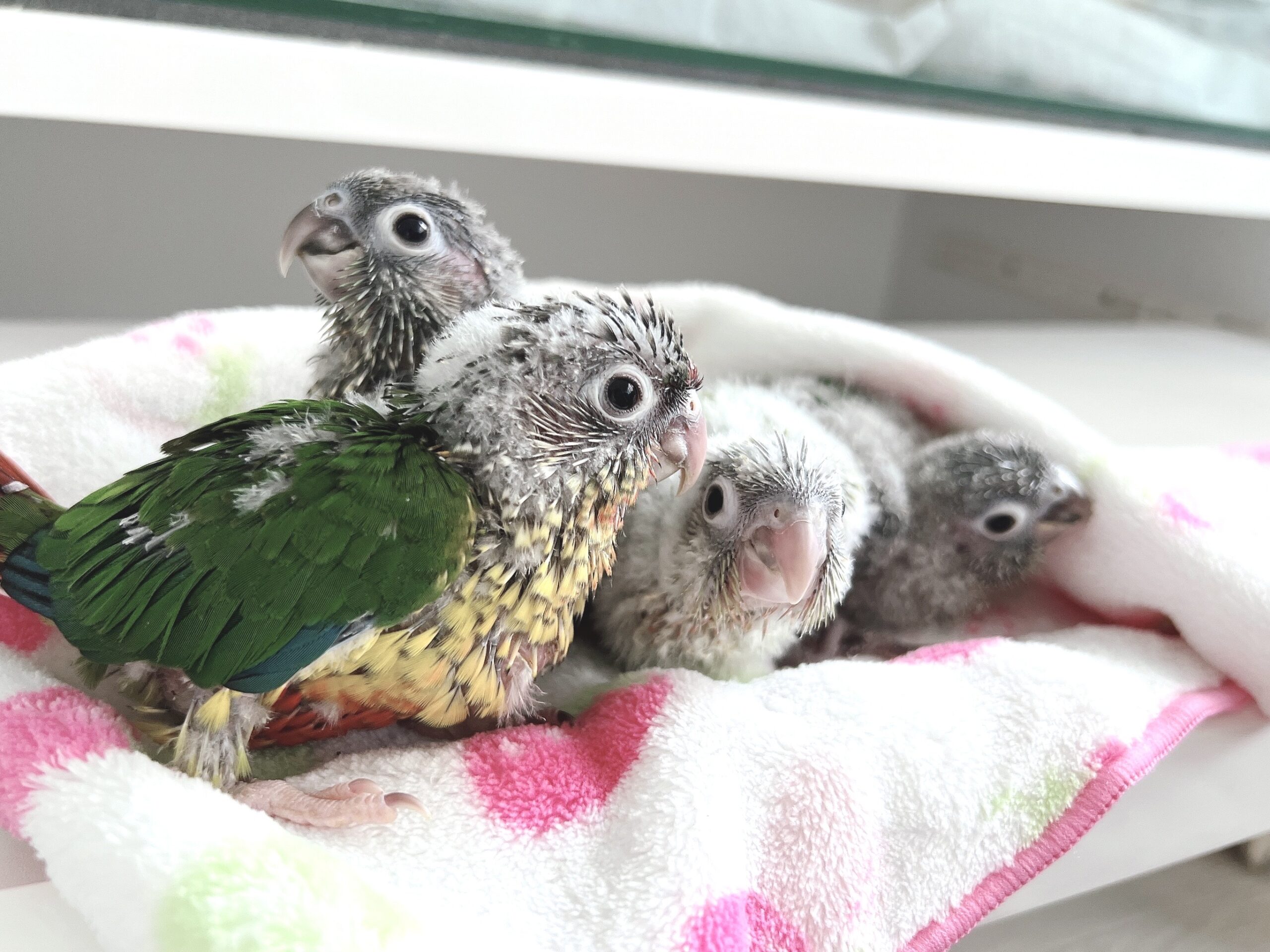 【ウロコインコ】ノーマル・ワキコガネ・ダイリュートのヒナの募集いたします