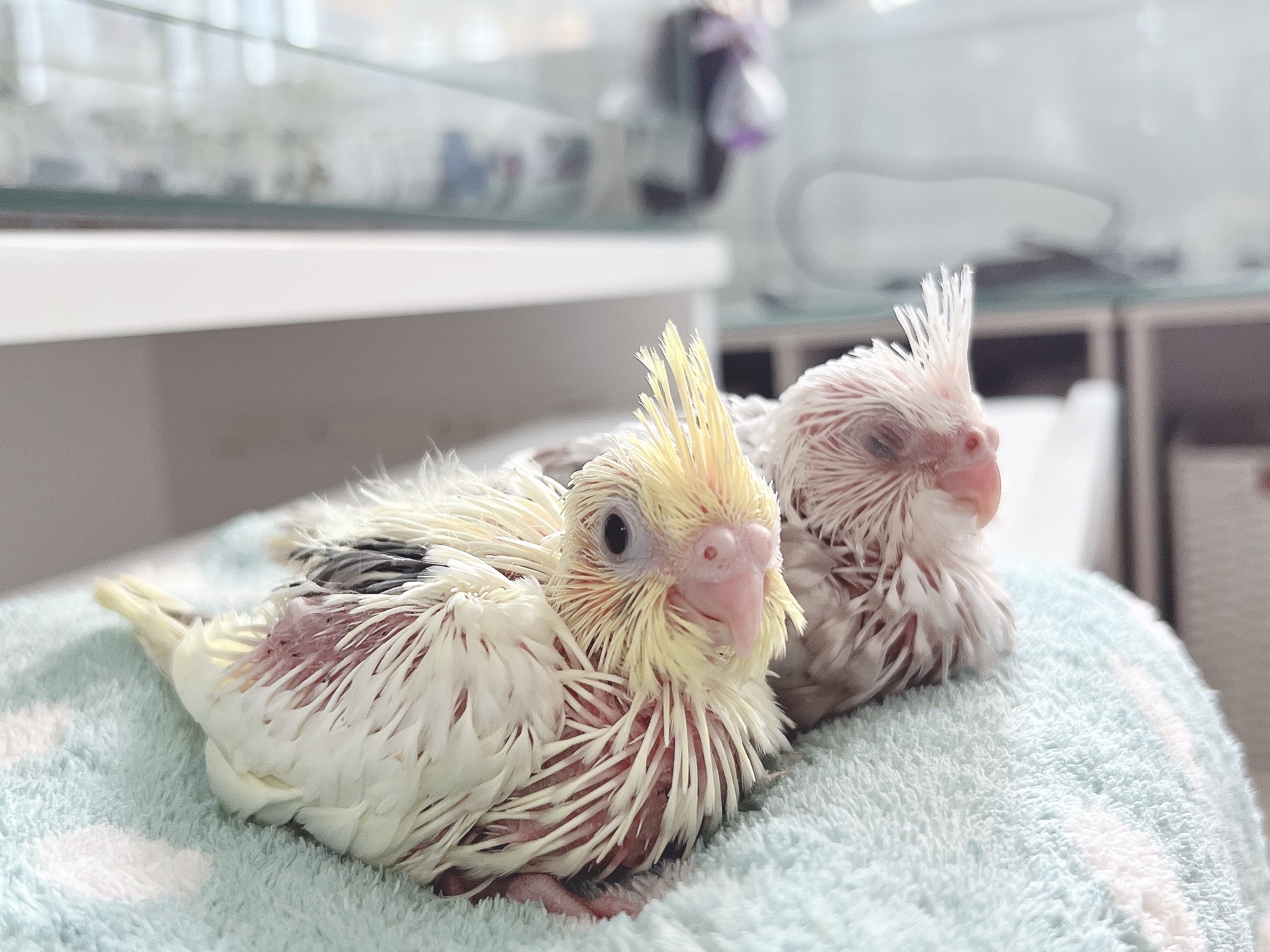 【オカメインコ】WFシナモンパールパイドとPFパイドの雛の里親様募集します