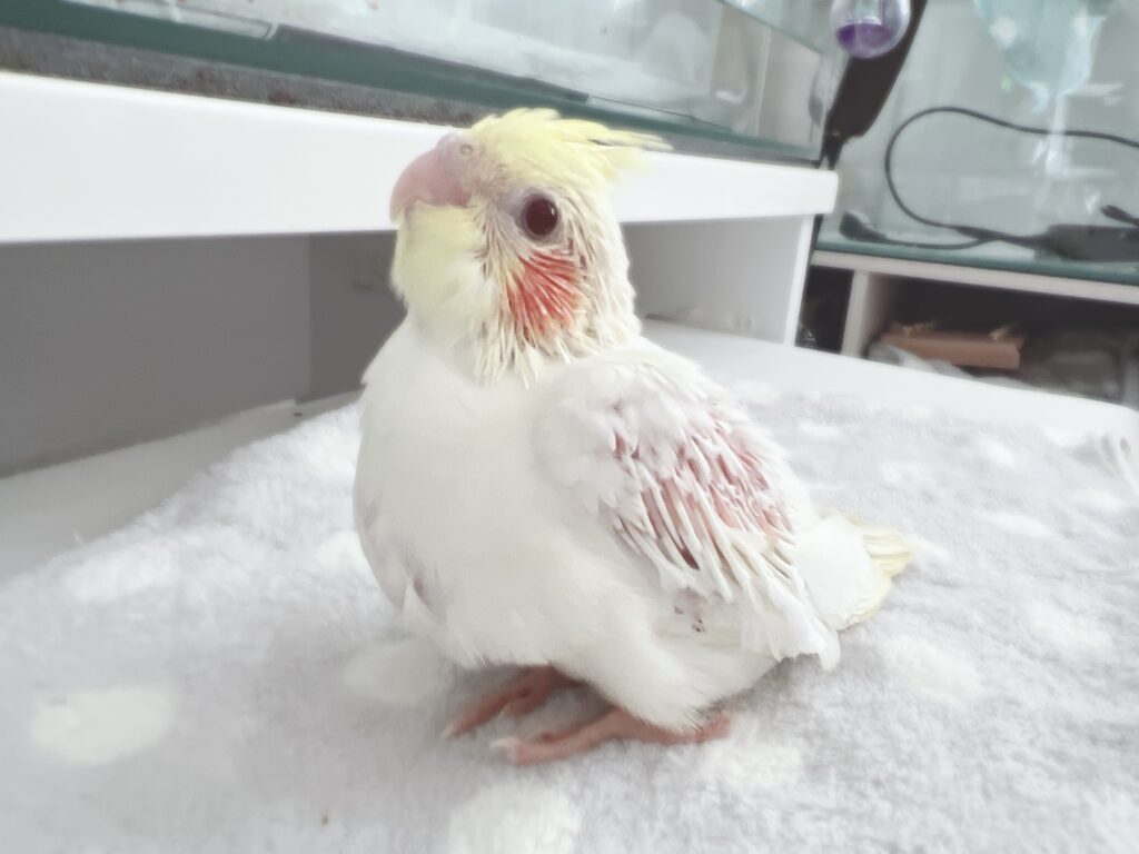 オカメインコルチノー