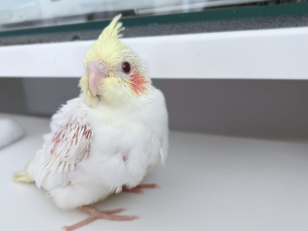 オカメインコルチノー