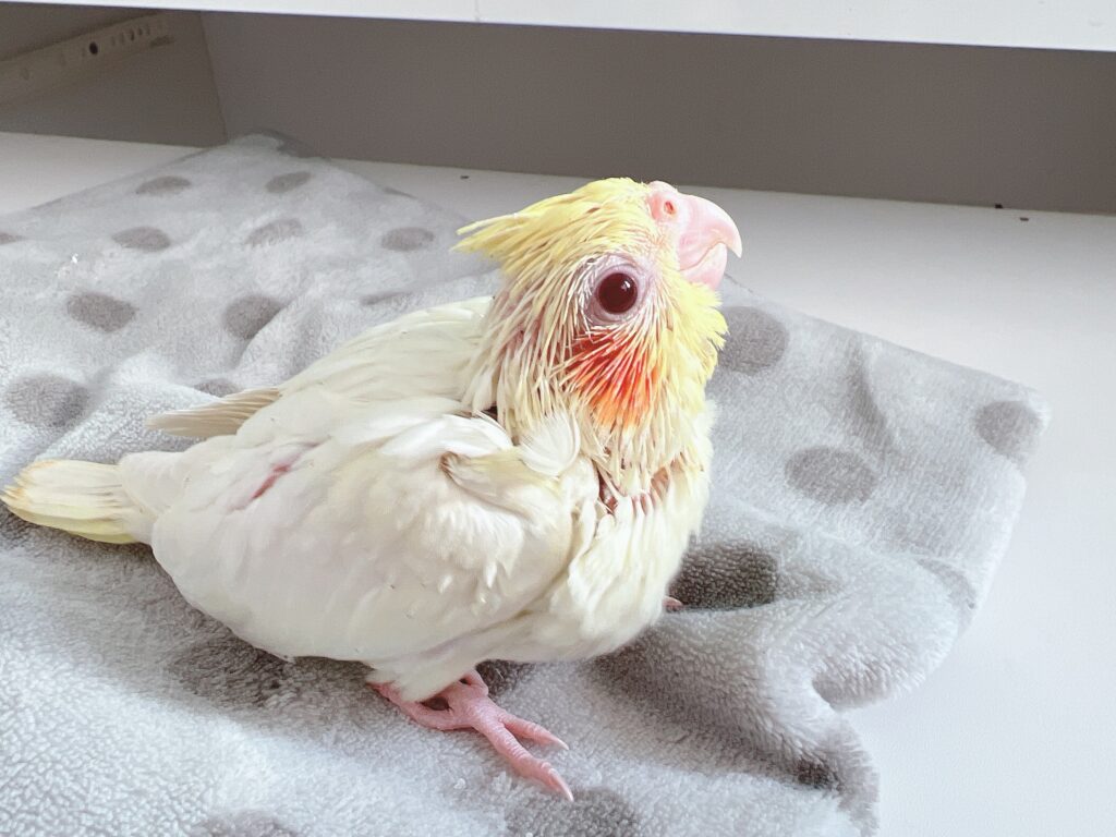 オカメインコルチノー雛