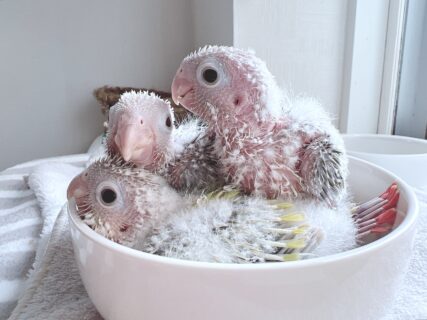 ウロコインコ【サンチーク】の雛の里親様募集をします