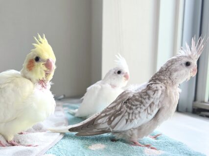 オールモストクリアパイド＆WFクリアパイド＆WFシナモンパールの雛の里親様を募集します