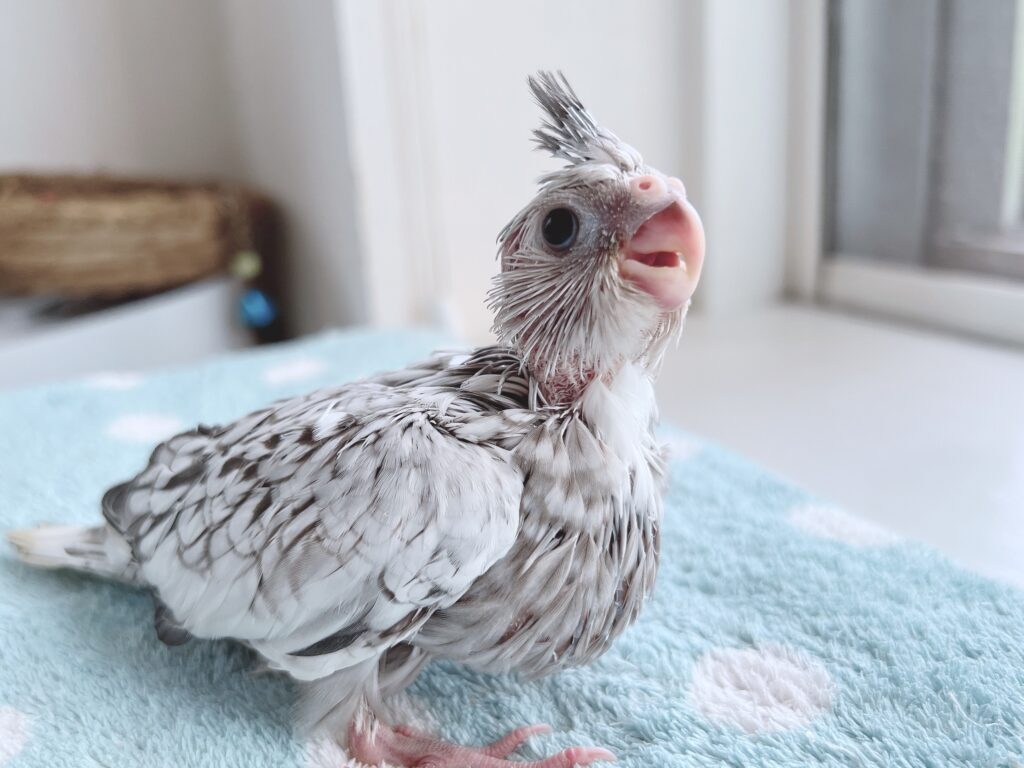 オカメインコWFパール