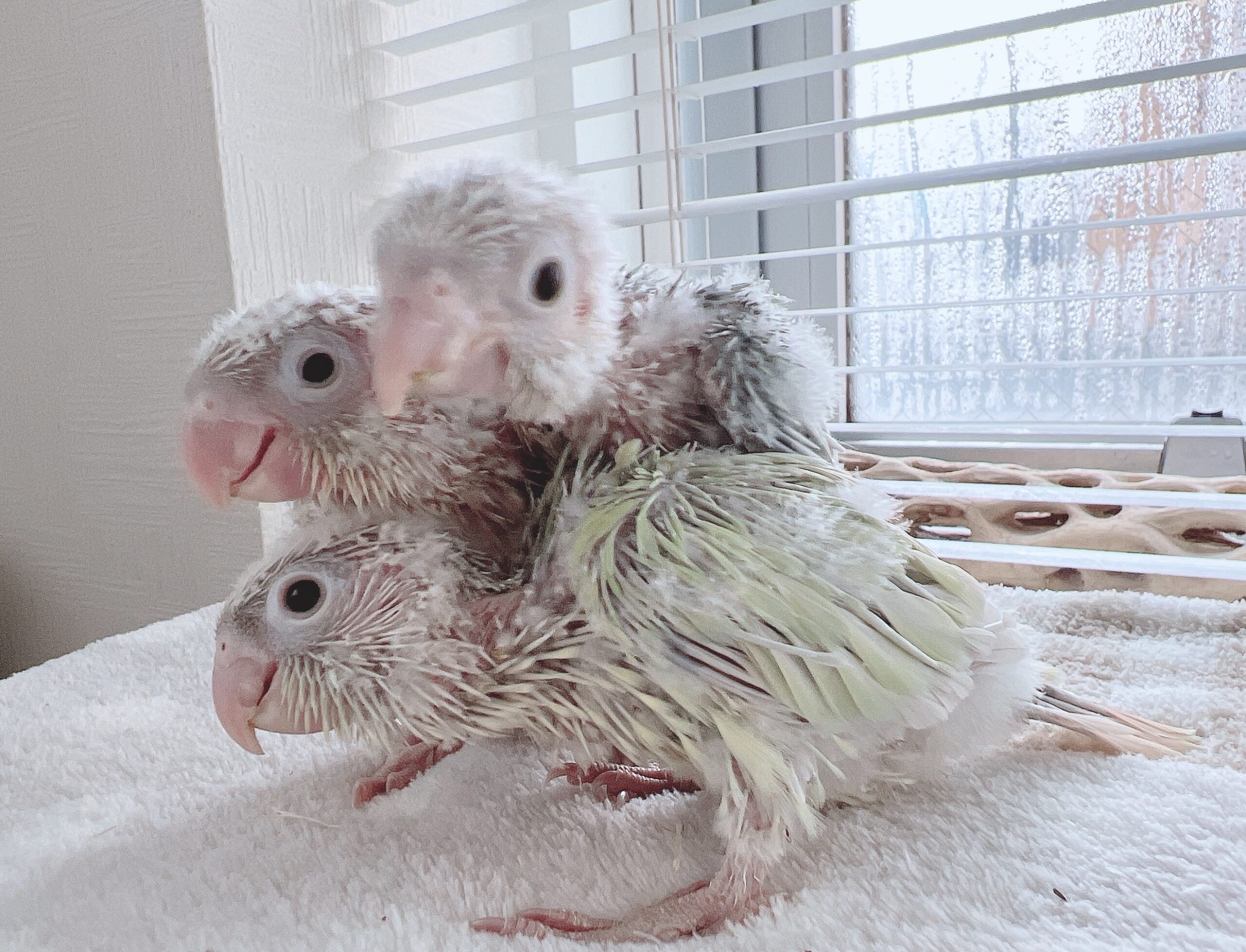 【ウロコインコ】ムーンチークorミントシナモンの雛の里親募集をします