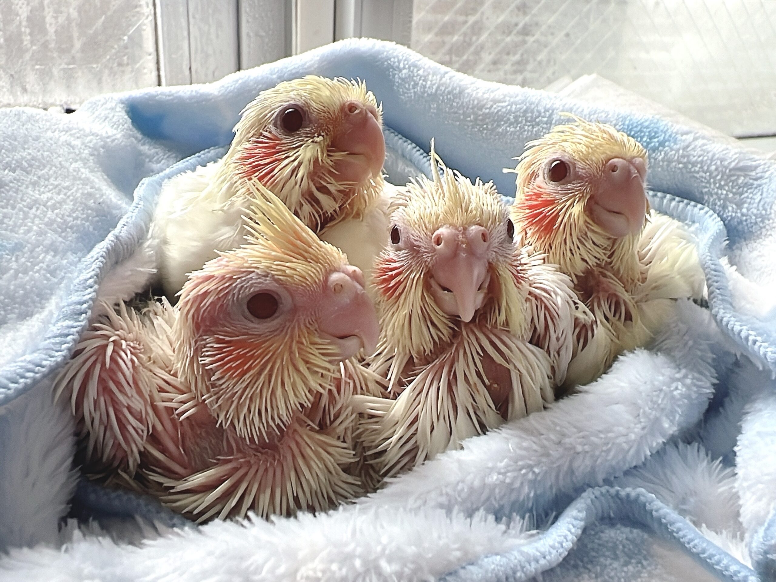 【ルチノー】オカメインコの雛の里親募集をします