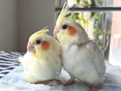 【オレンジほっぺのルチノー】オカメインコのオーナー様募集をします