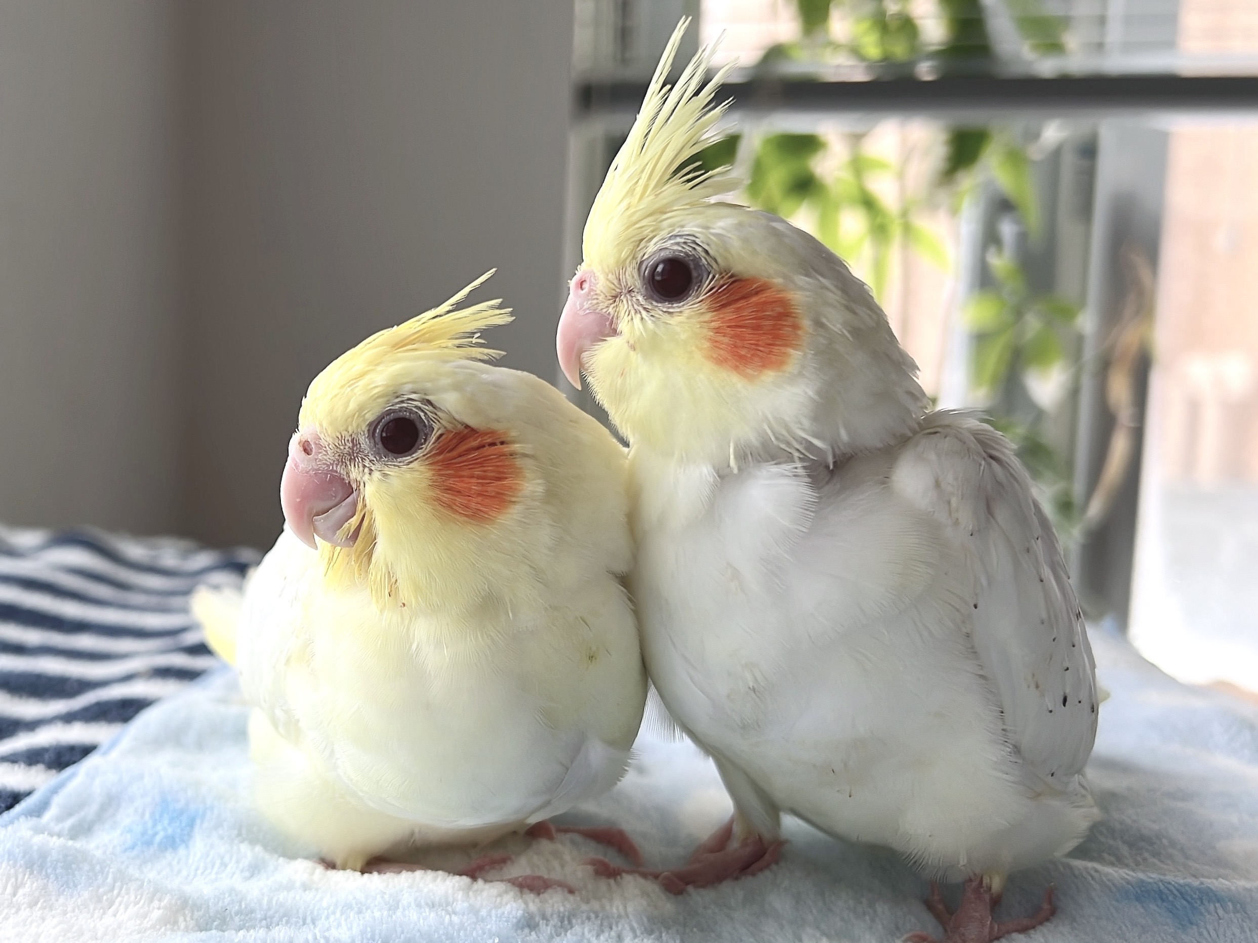 【オレンジほっぺのルチノー】オカメインコのオーナー様募集をします
