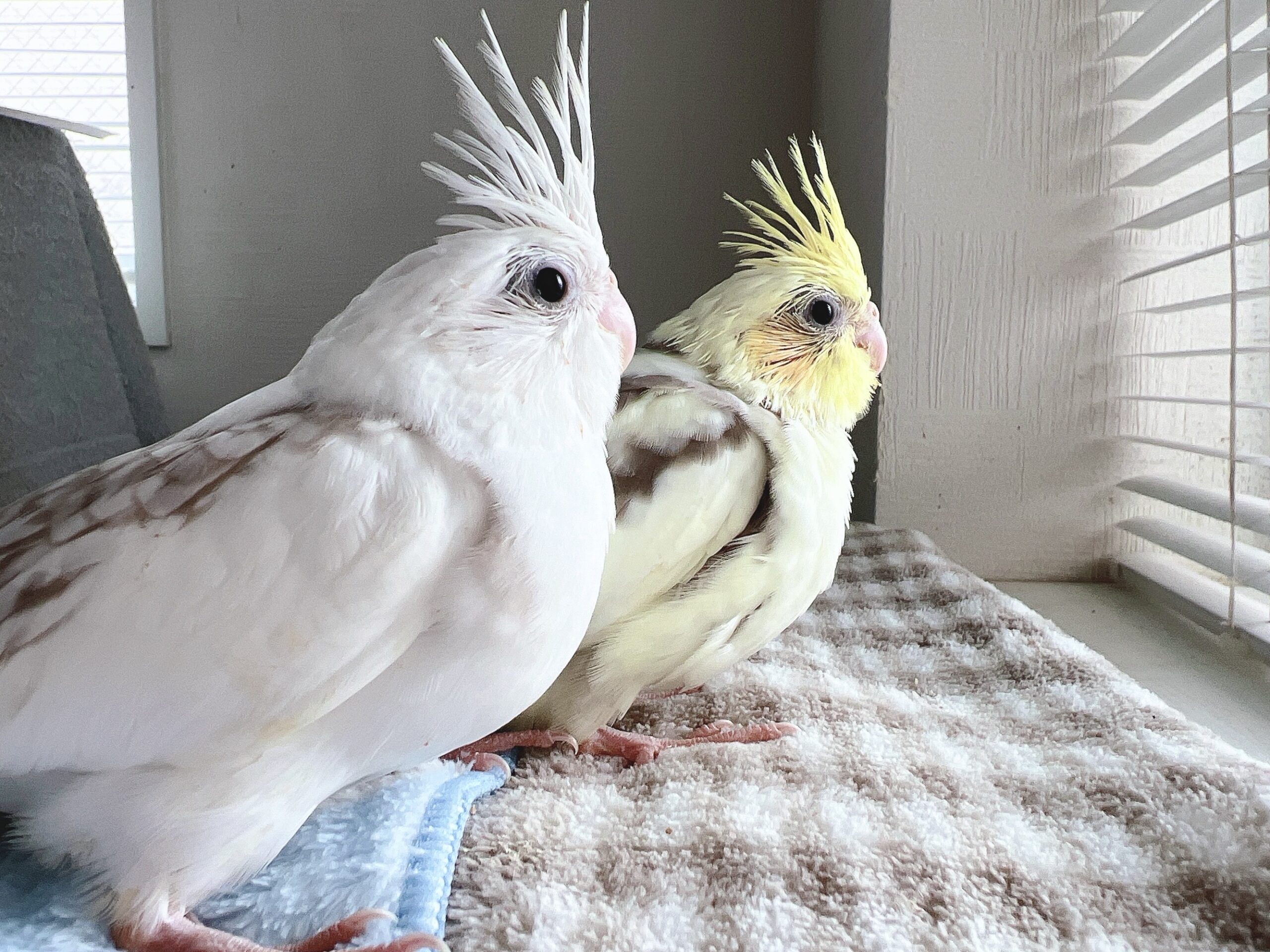 【ドミナントシルバー】のヒナの里親様を募集します