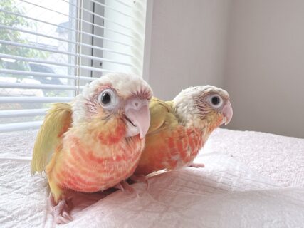 【サンチーク】ウロコインコのヒナの里親様募集します