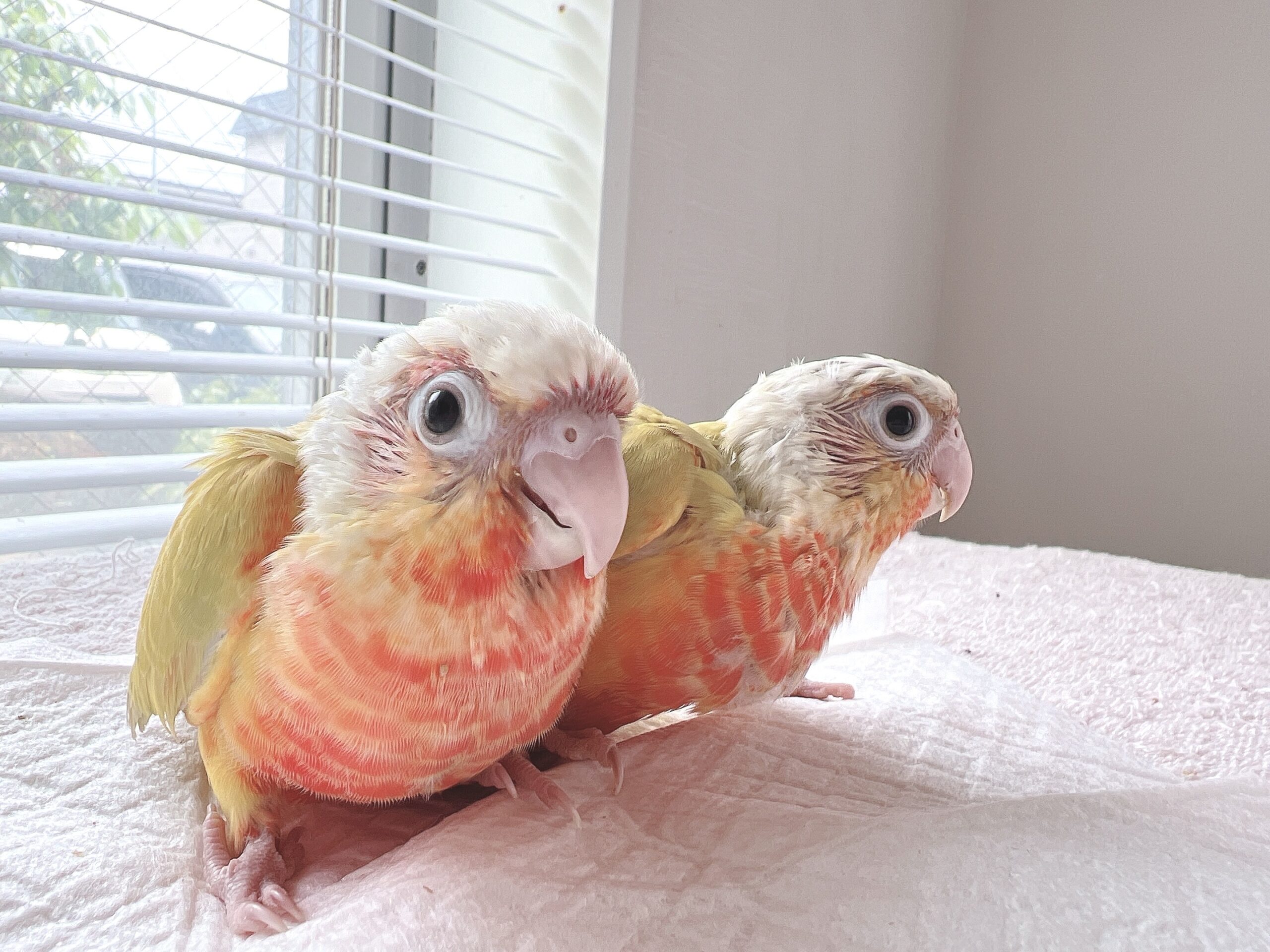 【サンチーク】ウロコインコのヒナの里親様募集します
