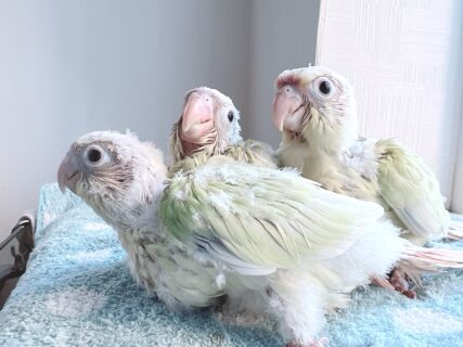 【今季最終】ウロコインコのムーンチークorミントシナモンの雛の里親募集をします