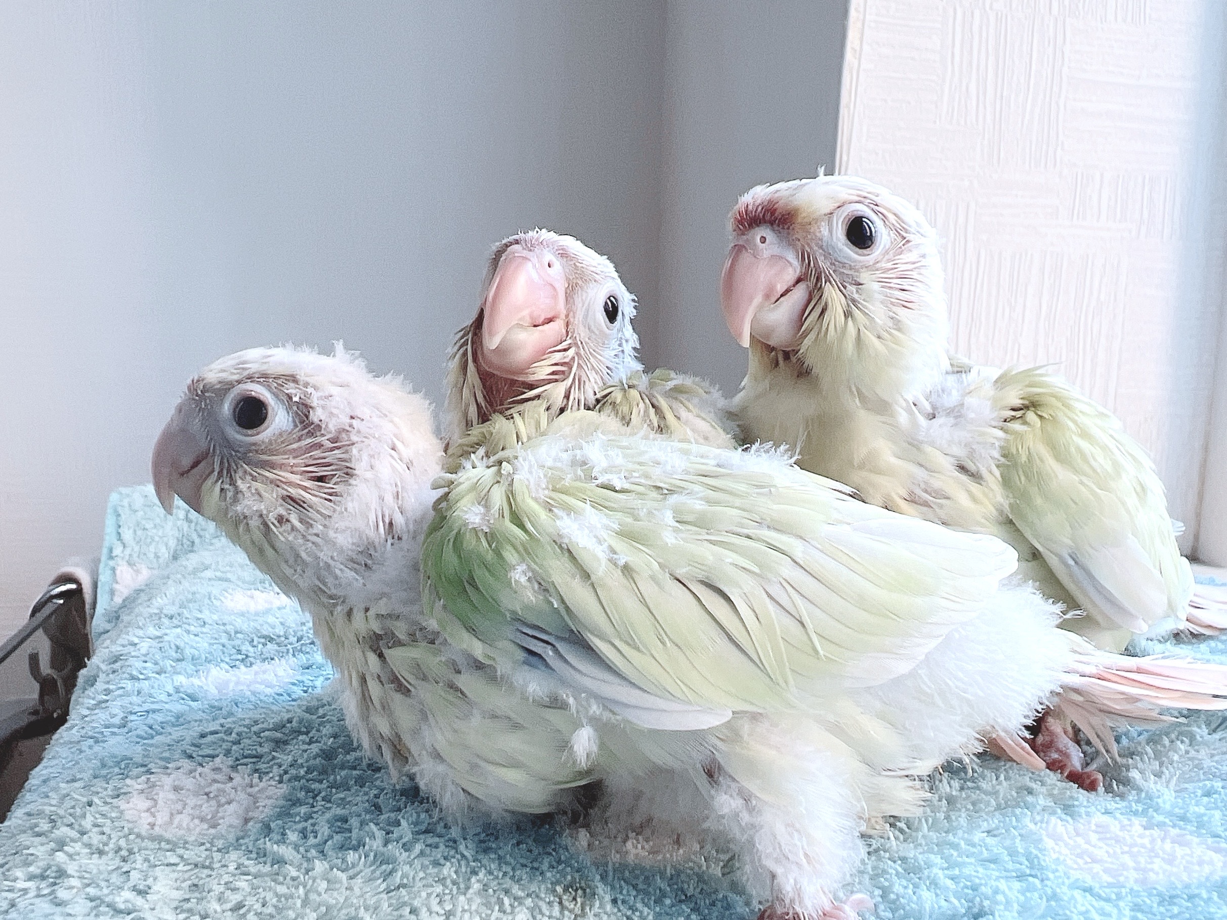 【今季最終】ウロコインコのムーンチークorミントシナモンの雛の里親募集をします