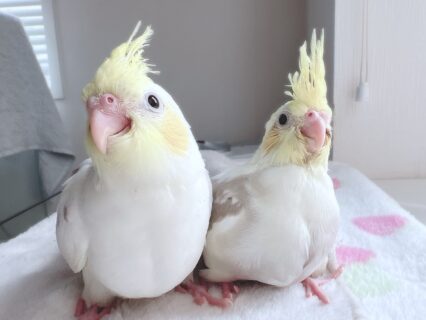 オカメインコPFDSSFシナモンパイド2羽