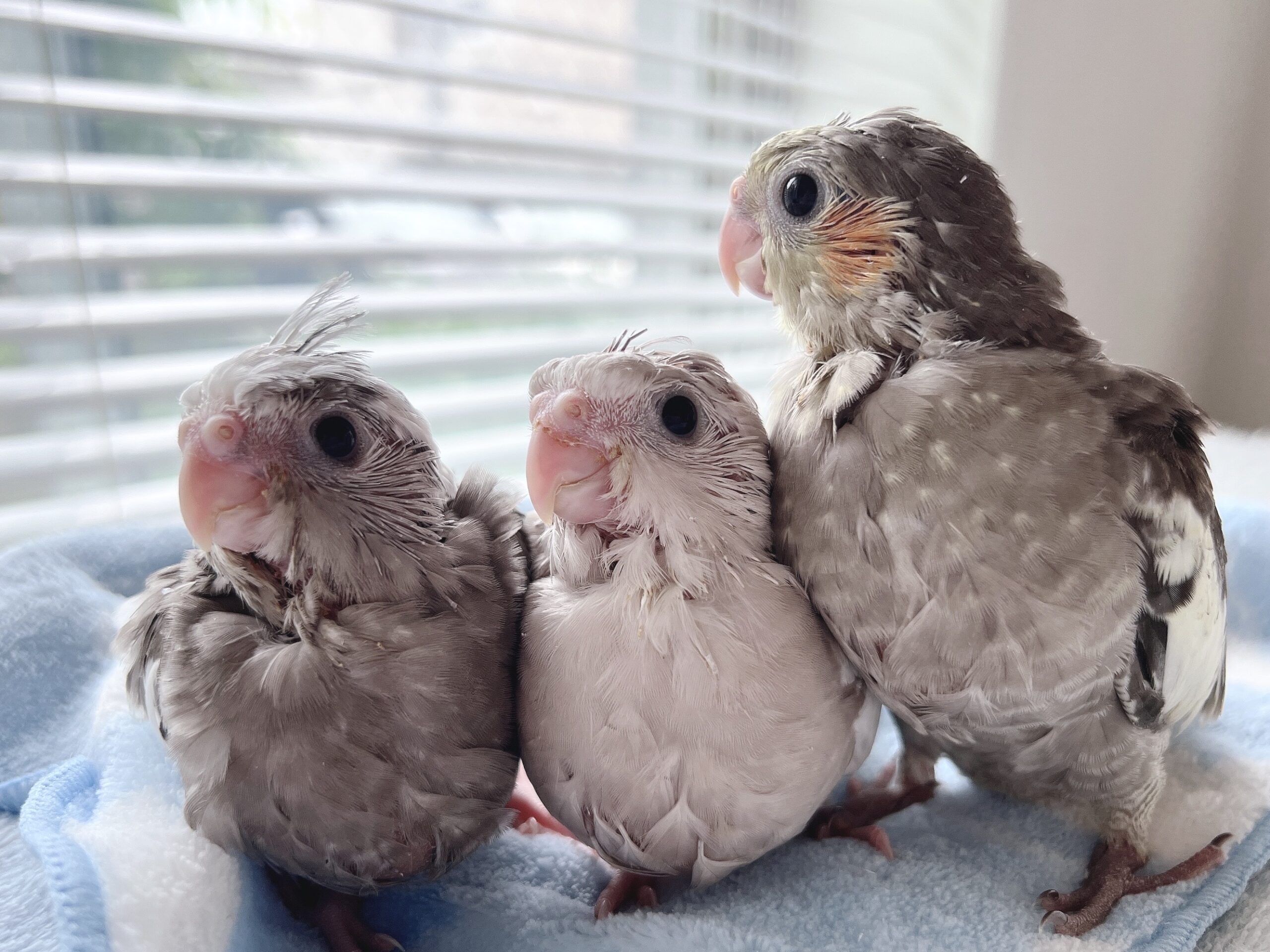 【全羽オス】オカメインコのノーマル＆シナモンの雛の里親様募集です